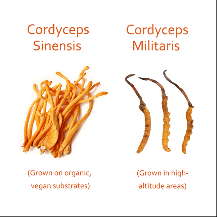 Cordyceps Militaris vs. Sinensis: Key Differences